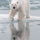 Illustration for article titled Analysis of polar bear DNA shows they’re an ancient species with a tangled history